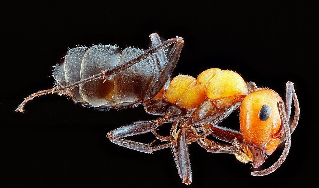 Ant Control service in Antelope, CA