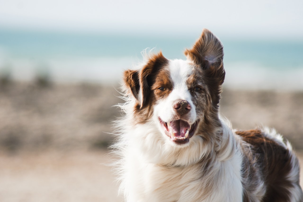 Flea & Tick Control service in Antelope, CA