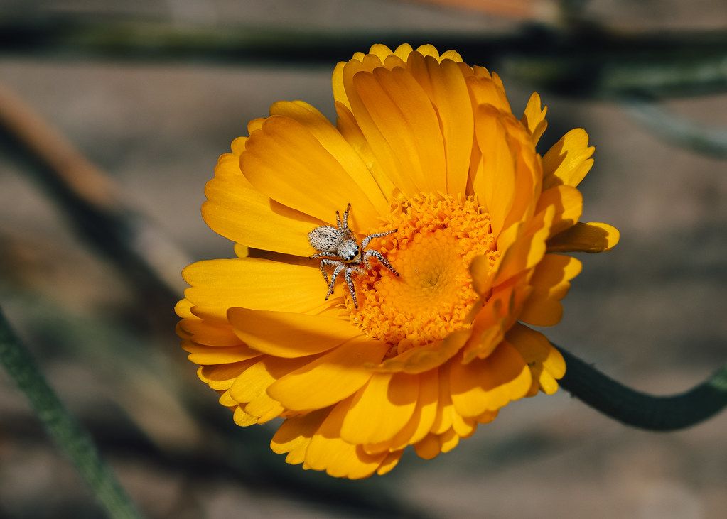 Spider Control service in Antelope, CA